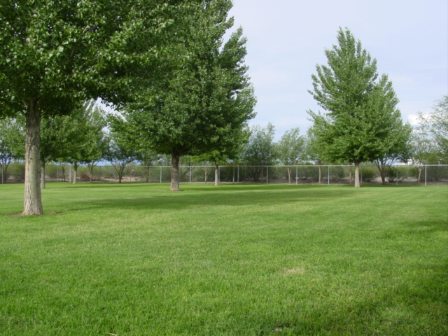 Our large fenced and secured yard for the dogs.